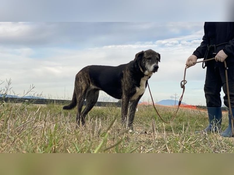 Lola - Das Herz hat seine Gründe