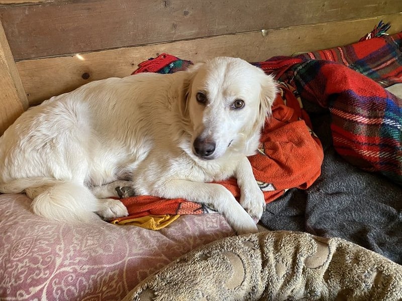 Idylle - Sanfte Hündin sucht Lieblingsmenschen