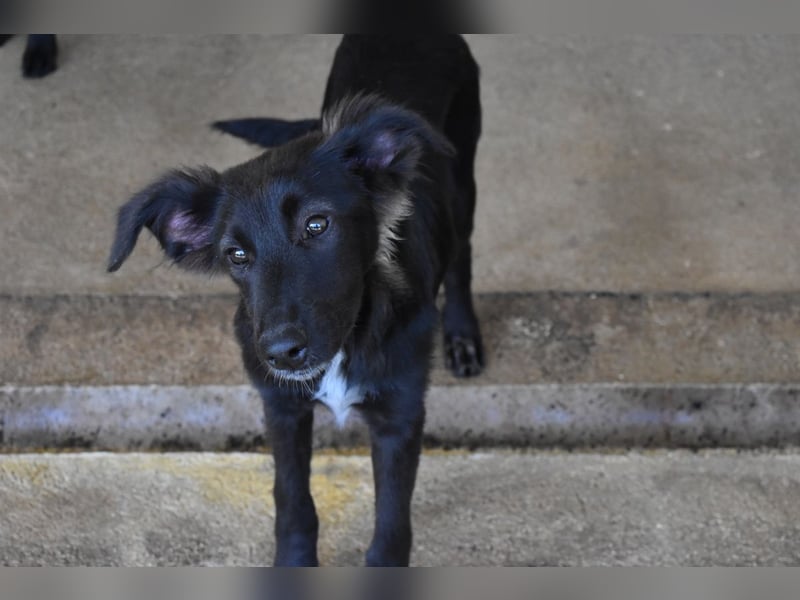 Nerissa - Das Märchen von den fünf Schwestern