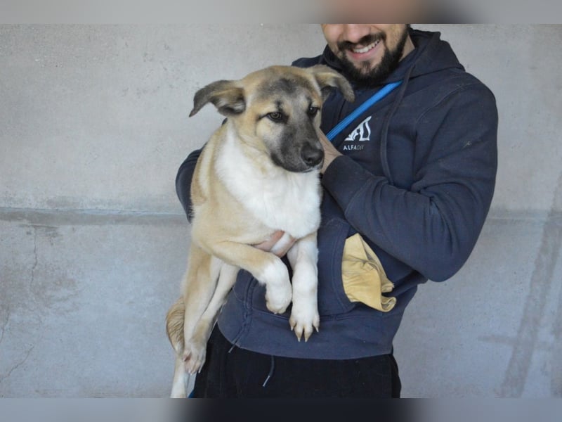 Quivira - Kleines Hundekind, was nun?