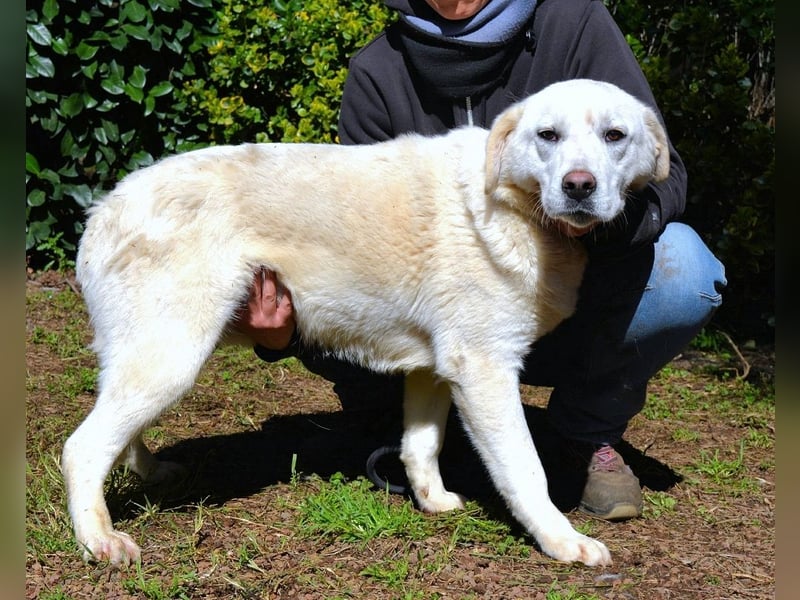 Shipley - Ein riesiges Missverständnis!