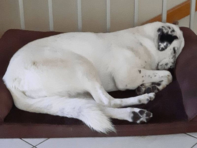 Gina - SOS - Dringend neues Zuhause oder Pflegestelle gesucht - Auch sie droht alles zu verlieren