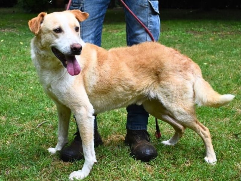 Saphir - träumt von einem Zuhause...