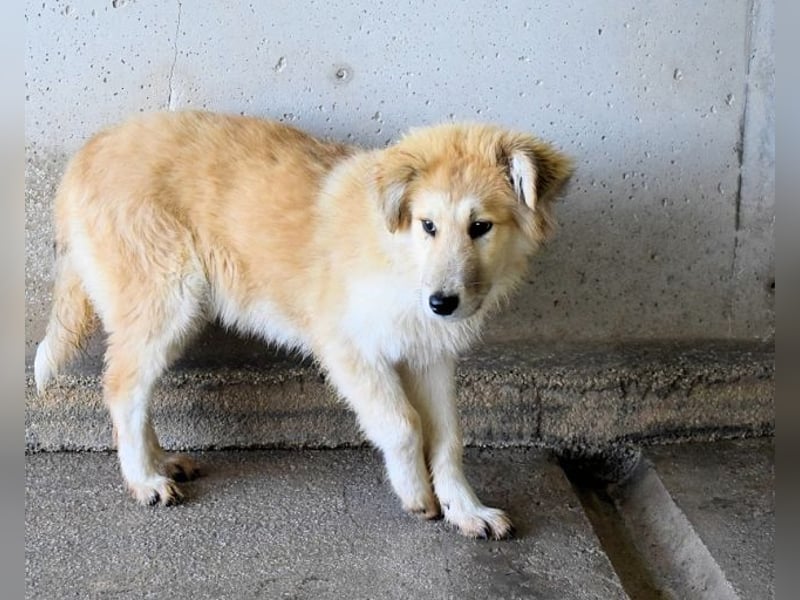 Lauritz - sucht seinen Platz im Leben