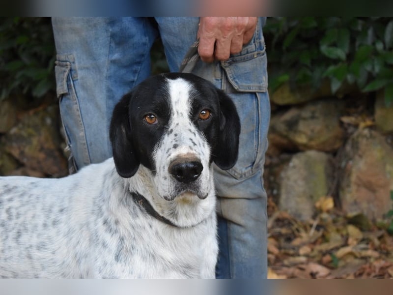 Demetrius - SOS - Sensibler Hund in großer Not