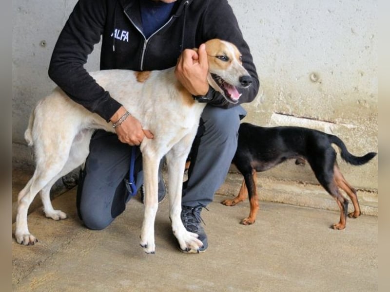 Molletta - Junghündin sucht Anschluss mit Streicheleinheiten