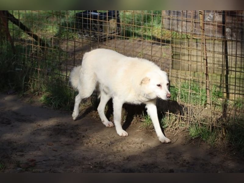 Gea - eine zarte Seele auf der Suche nach ihren Menschen