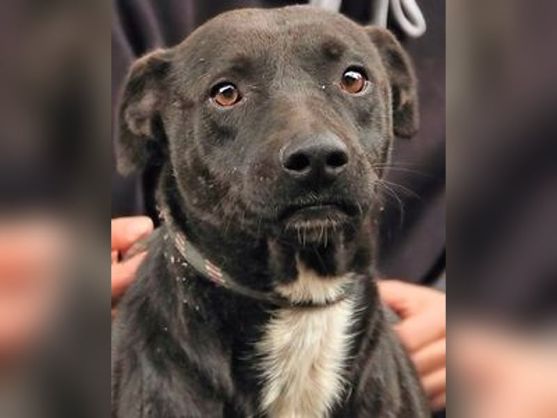 Rhino - Wenn man nicht auffällt, geht man unter