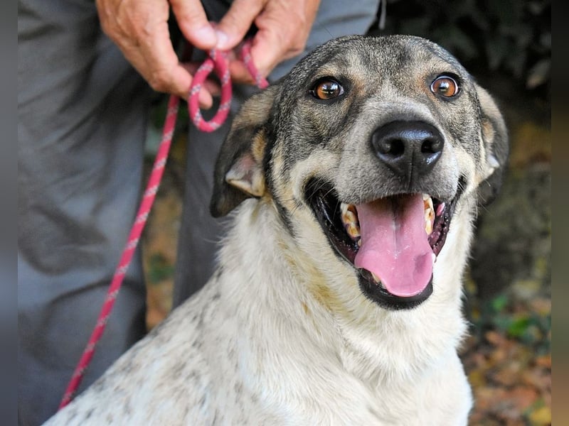 Helder - spricht für sich
