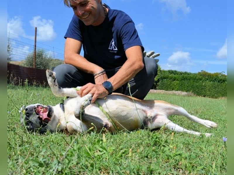Chucky - Großer Hund sucht großes Herz