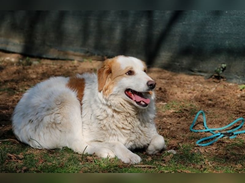 Tish - mit dem wunderschönen Kuschelfell