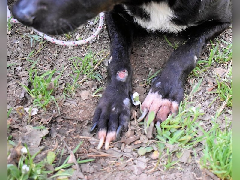 Rhino - NOTFALL !!! - Wenn man nicht auffällt, geht man unter