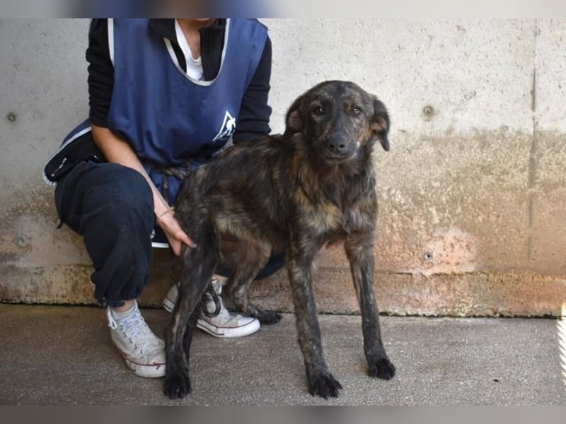 Nivara - Das Märchen von den fünf Schwestern