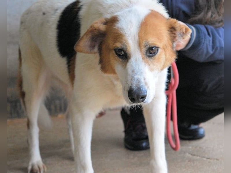 Elpidius - Ein Ziel ohne Plan bleibt nur ein Wunsch