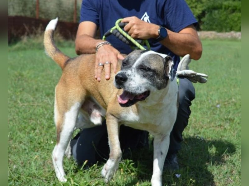 Chucky - Großer Hund sucht großes Herz