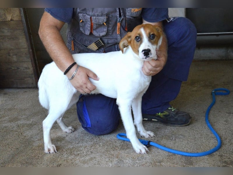 Tyber - Wer gibt mir einen Vertrauens-Schubser?