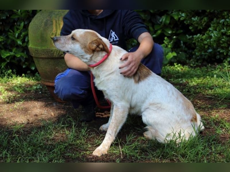 Zoilo - Z wie Zuckersüß und Zauberhaft