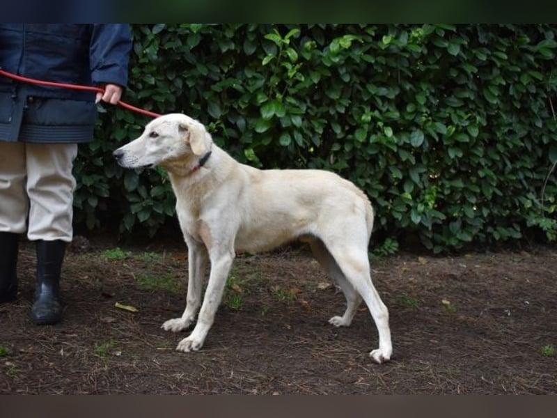 Popeye - Auf zögerlichen Pfoten ins Glück