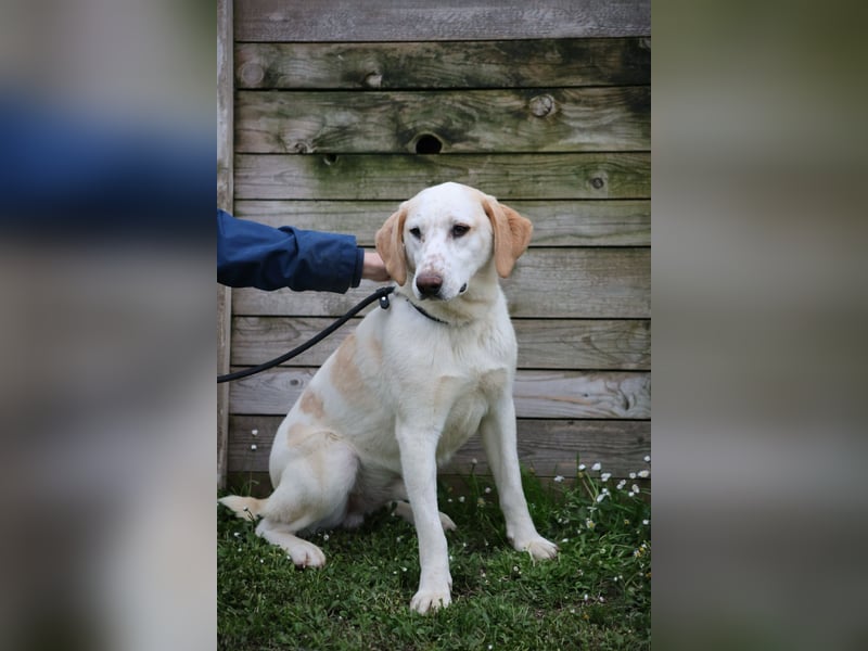 Peppino - (Dringend Zuhause oder Pflegestelle gesucht) Die Welt ist groß, ich will sie mit dir sehen