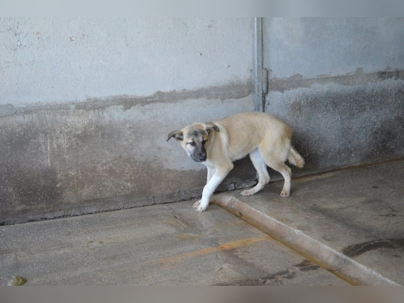 Quivira - Kleines Hundekind, was nun?