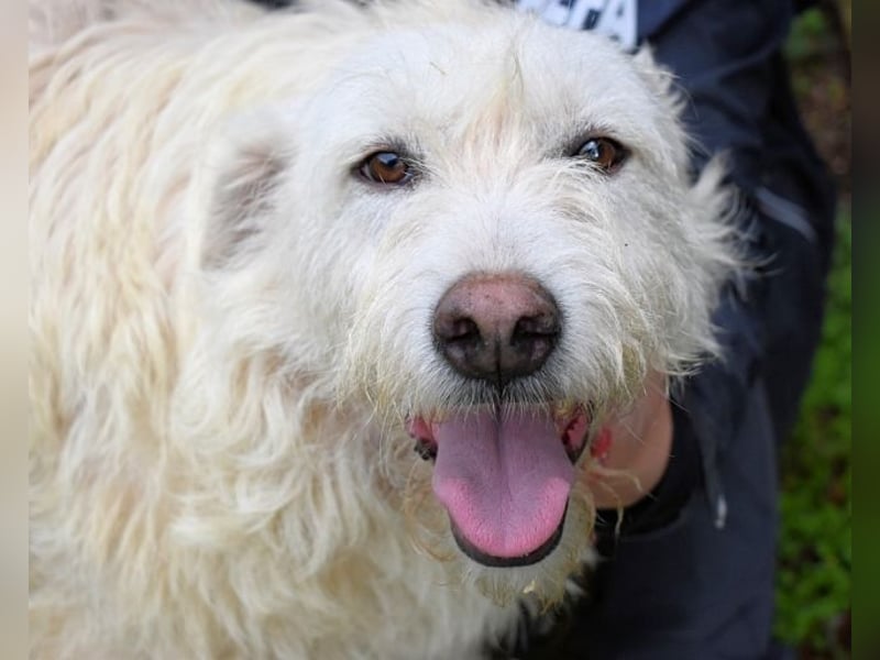 Gatsby - Der große Gatsby sucht seine Daisy