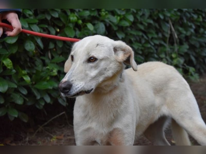 Popeye - Auf zögerlichen Pfoten ins Glück