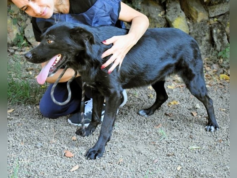 Saffiro - Ein Schritt Richtung Hundeglück