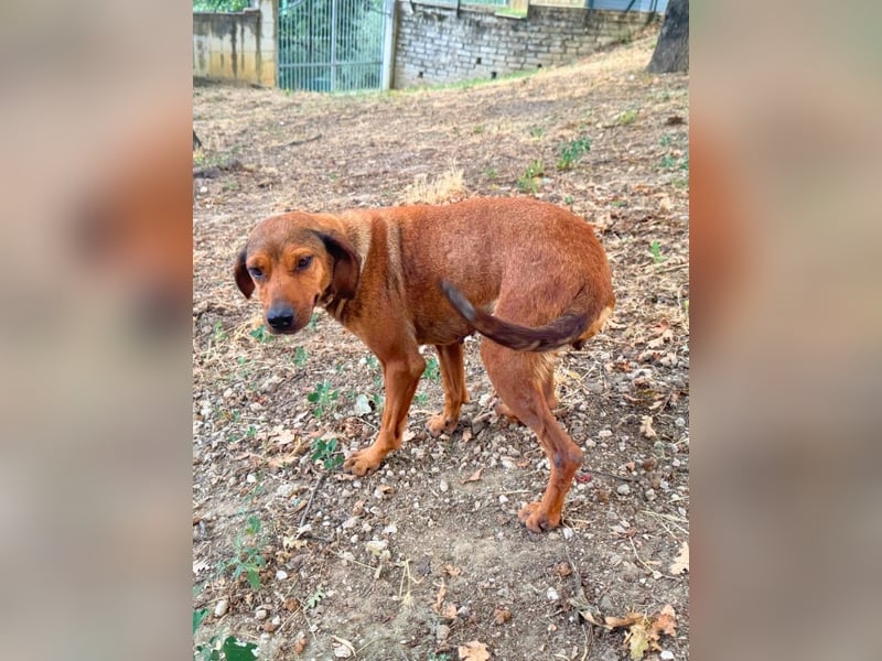 Yola - (Dringend Pflegestelle oder Zuhause gesucht) wie bei Hänsel und Gretel - nur schlimmer