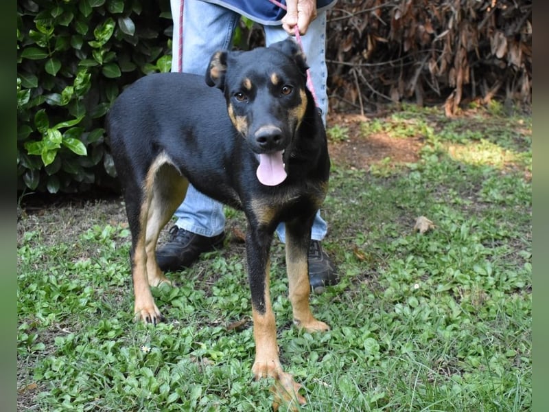 Djamica - fröhliche Junghündin mit offenem Herzen