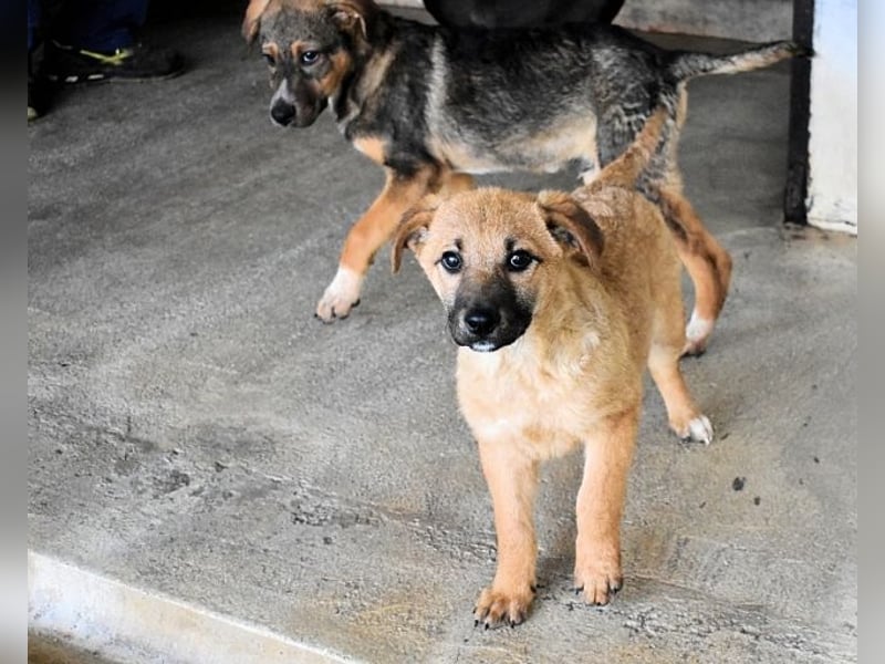 Mivelle - Es soll DEIN Leben werden