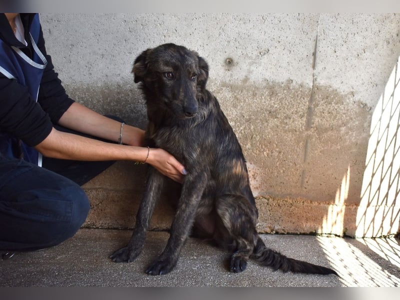 Nivara - Das Märchen von den fünf Schwestern