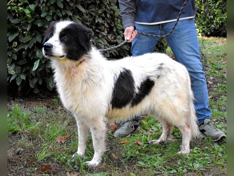 Puccie - unser liebes Mädchen...