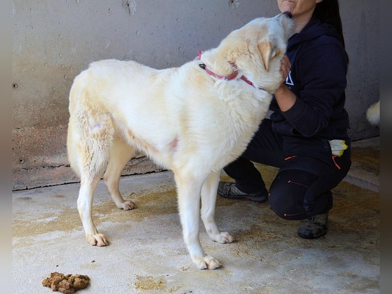 Weeke - Knopfaugen auf der Suche nach einem Lieblingsmenschen