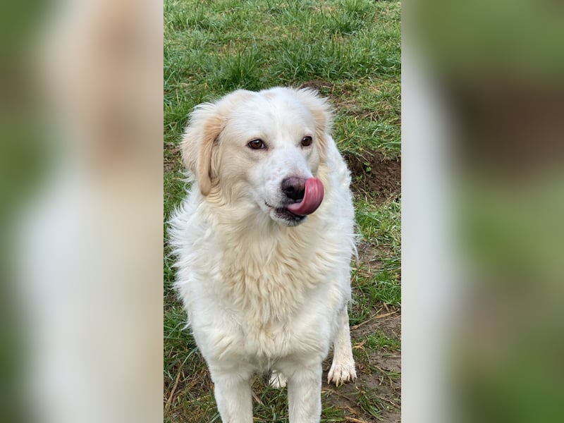 Idylle - Sanfte Hündin sucht Lieblingsmenschen