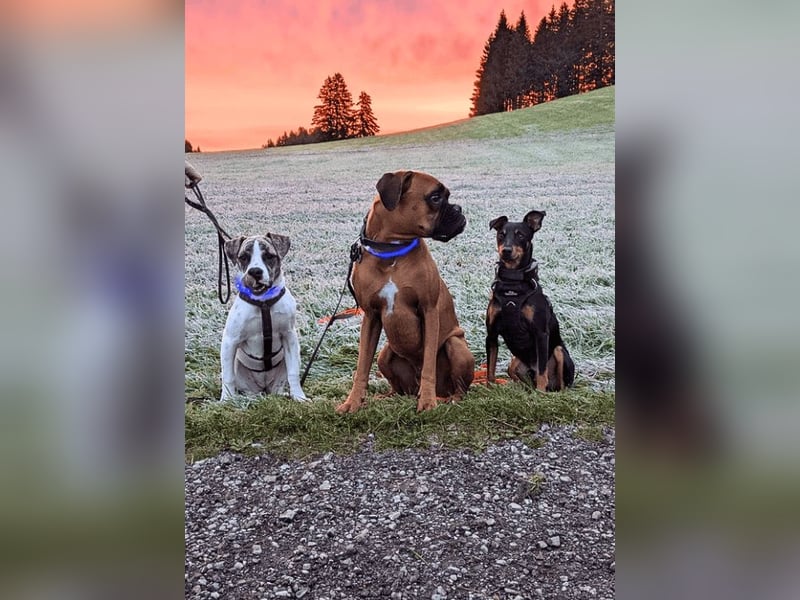 Uxira - Ein kleines Hundemädchen entdeckt die große Welt!