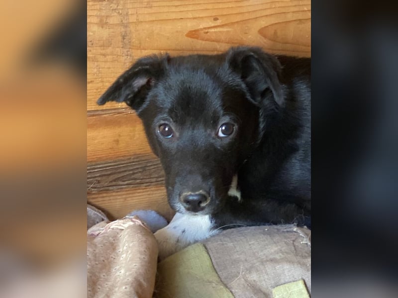 Flaviano - Wenn Du mich holst, bleib ich bei Dir