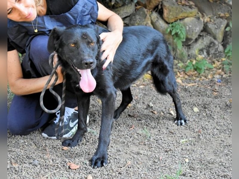 Saffiro - Ein Schritt Richtung Hundeglück