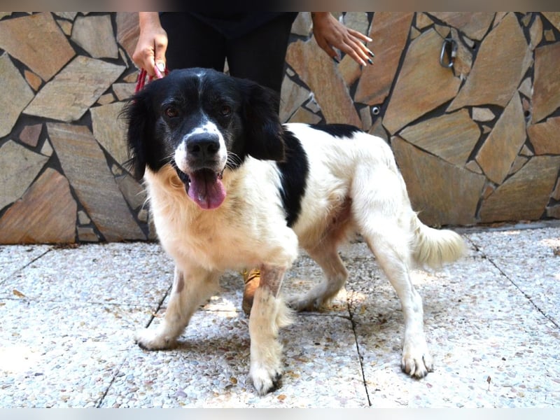 Alarico - Sanfter Gefährte mit gutem Herzen