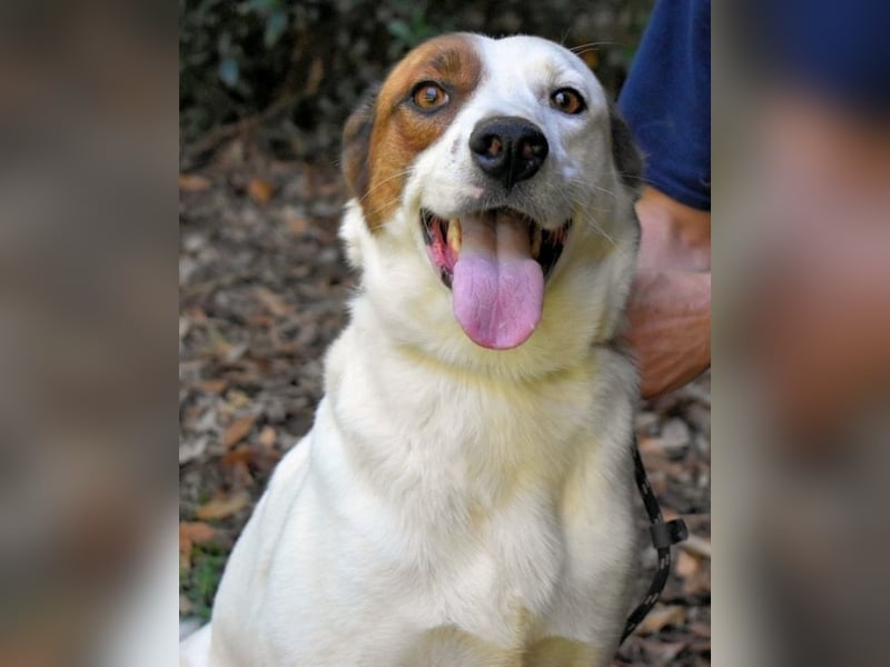 Miah - wohn"haft" in einem Hundelager