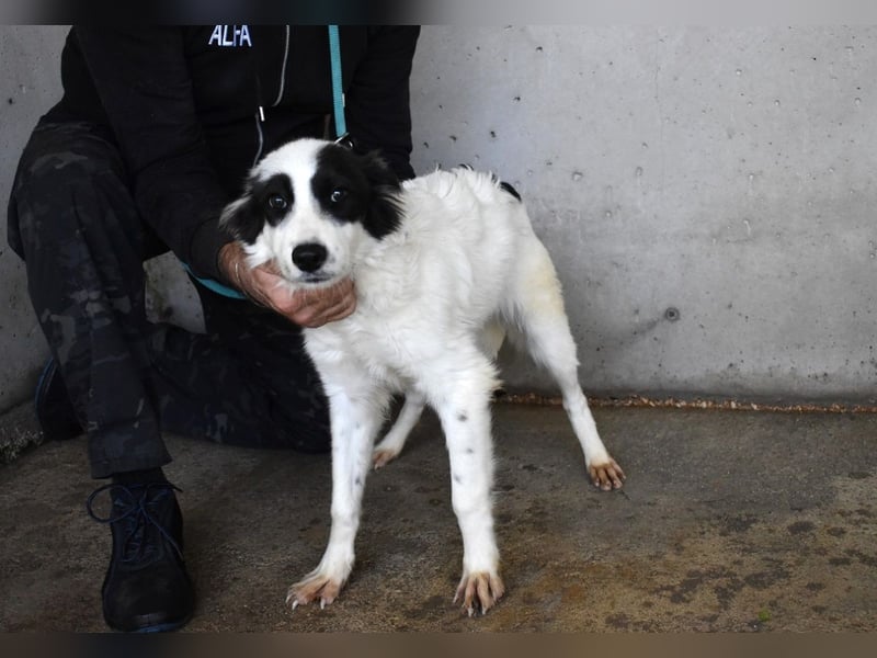 Jovian - Gute Laune hat einen Namen: Jovian