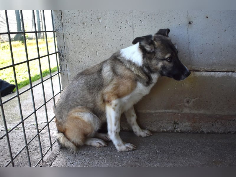 Quorivah - Kleines Hundemädchen, was nun?