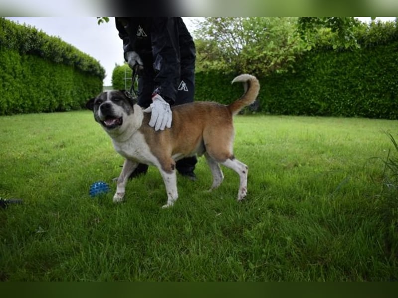 Chucky - Großer Hund sucht großes Herz