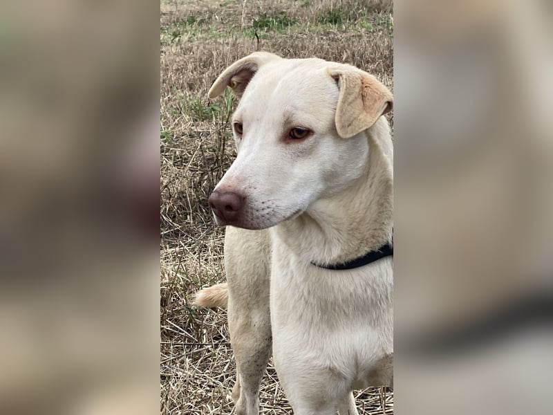 Titanio - er findet seinen Weg