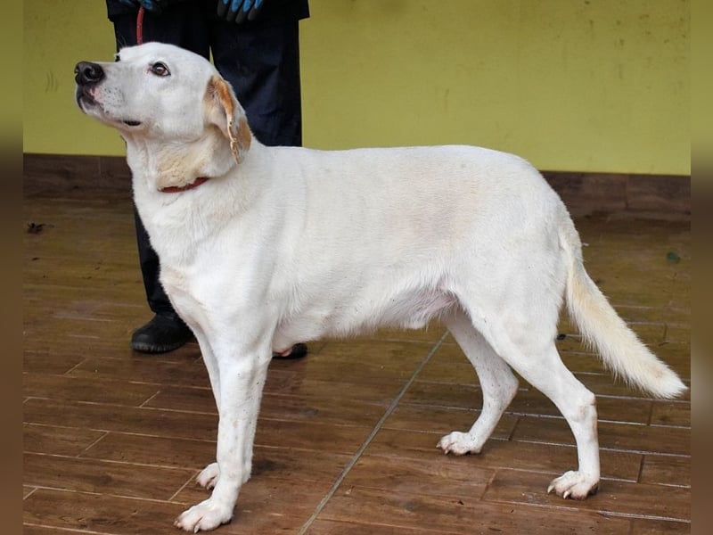 Ghemon - Notfall - Wie wenig kann ein Leben zählen?