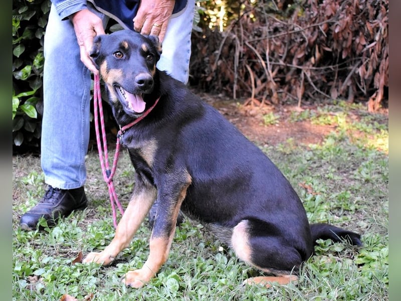 Djamica - fröhliche Junghündin mit offenem Herzen