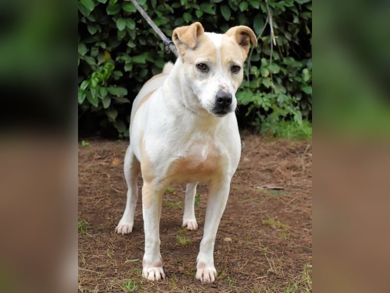 Ivetta - Hat ihr Herz zu verschenken