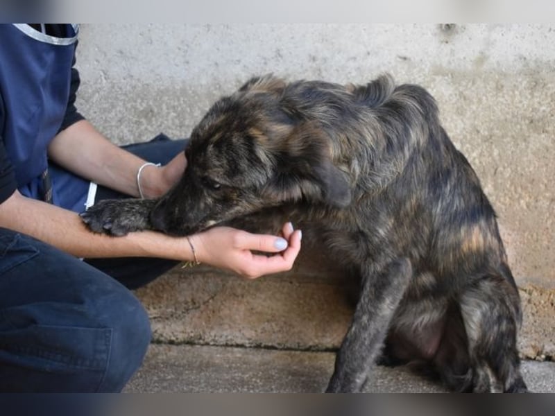 Nivara - Das Märchen von den fünf Schwestern