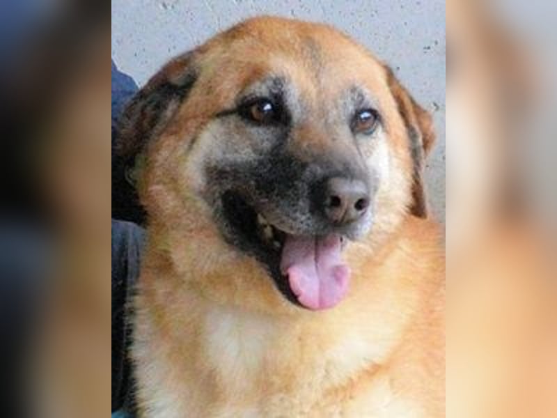 Astrea - Eine Hündin, die nach den Sternen greift