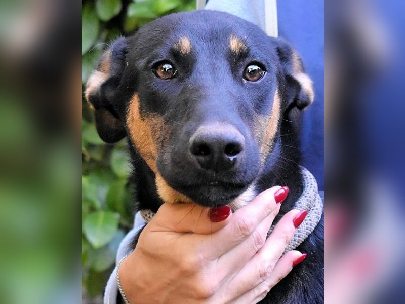 Drifa - vorsichtiges Hundemädchen auf der Suche nach Geborgenheit