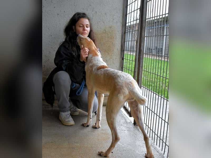 Molletta - Junghündin sucht Anschluss mit Streicheleinheiten